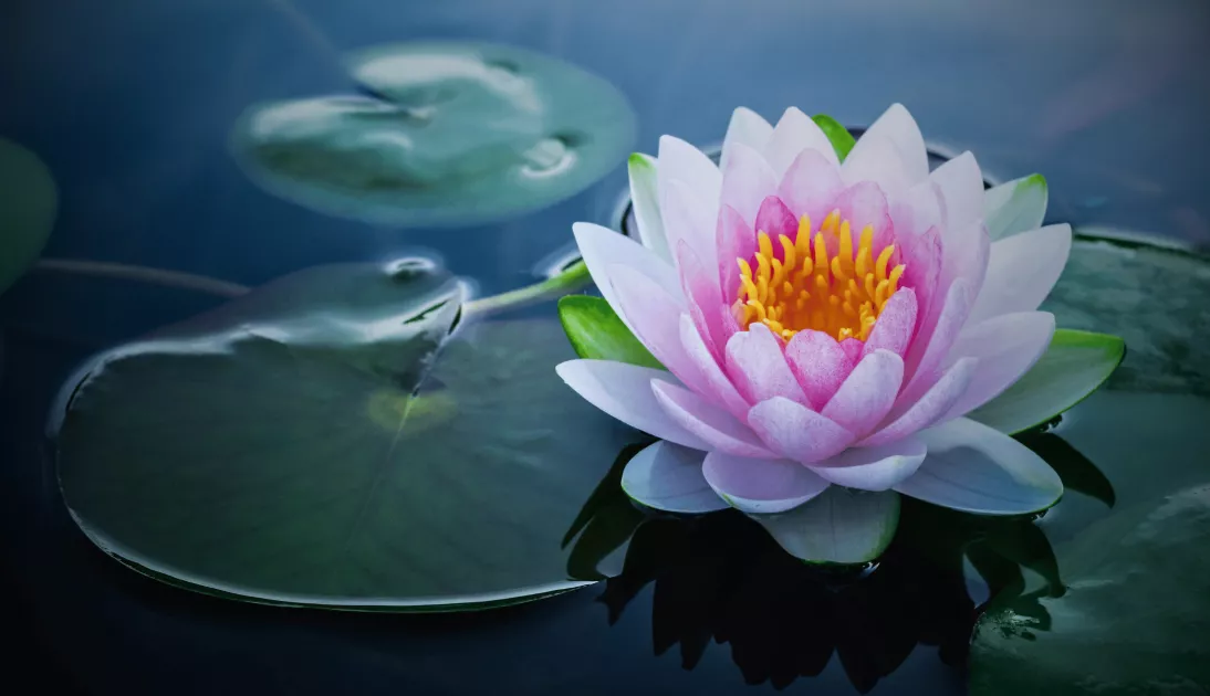 Lotus Çiçeğim... 